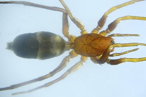 Réf. 317 417 : Micaria coarctata